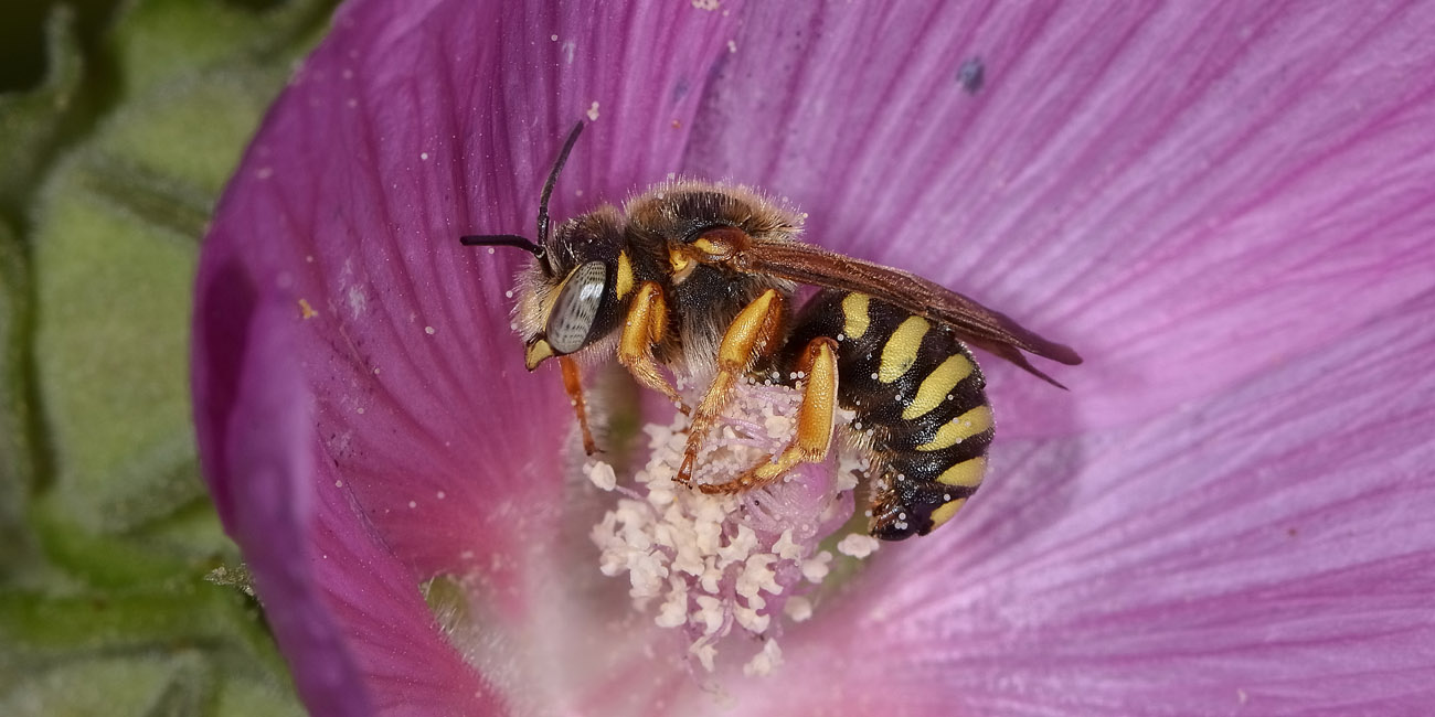 Apidae Megachilinae da id.